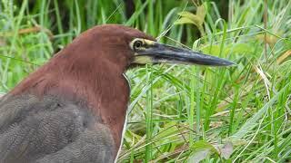 Rufescent Tiger-heron in the wild - Pantanal - Brazil set24