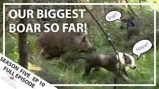 Hunting Aotearoa Series 5 EP10 Biggest Boar we've ever seen!