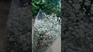 How to grow Gypsophila flower in Greenhouse (Gypsy Flower)