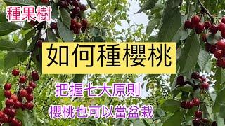 117 如何種櫻桃 | 把握七大原則 櫻桃樹也可以當盆栽喔！how to grow cherry trees