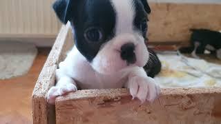 Boston Terrier puppies playing   