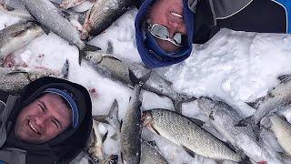 Green Bay Whitefish Craziness