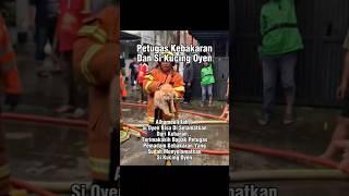 Si Oyen Selamat Dari Kebakaran #shorts #cat #catlovers #kucing #animals