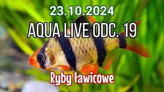 AQUA LIVE ODC. 19 | Ryby ławicowe | 23.10.24 |  #aquascapingtv