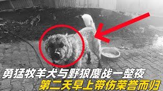 勇猛牧羊犬与野狼鏖战一整晚带伤归来，牧民支援在山上牧羊的父亲又被狡猾野狼尾随#牧羊犬 #坎高犬 #狼群 #狼 #牧羊人