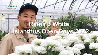 Lisianthus Reina 3 White characteristic introduction