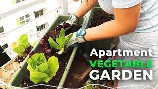 Balcony Gardening: Growing My Own Vegetables In My Apartment Patio! | Jolene Foliage