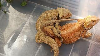 Breeding muna si Charizard (Bearded Dragon)