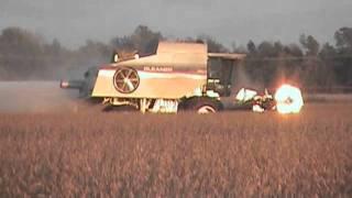 Harvesting Beans with a R65 Gleaner Combine