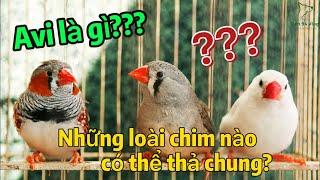 Nên Thả Những Loài Chim Nào Trong Avi?