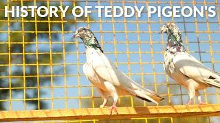 HISTORY OF TEDDY PIGEONS FT. M.SAMEER ||