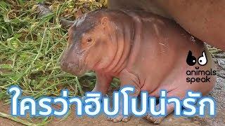 ใครว่าฮิปโปน่ารัก : Animals Speak [by Mahidol]