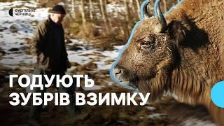 "Щоб звірі накопичили калорії". Як на Буковині підгодовують зубрів та інших диких тварин