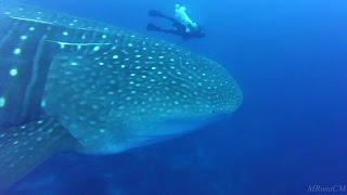 Buceando en Galápagos  (2016) Diving