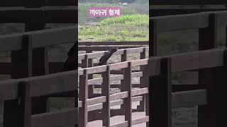까마귀 형제