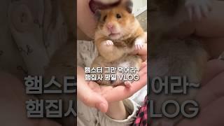 햄스터먹는 햄집사 브이로그