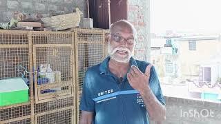 scam alert don't buy any pigeons in my name foods check discription by Trichy shaik