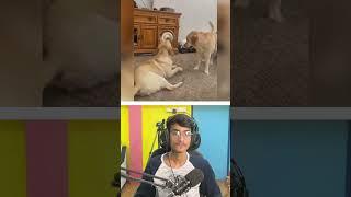 Funny Try Not To Laugh Challenge  #shorts