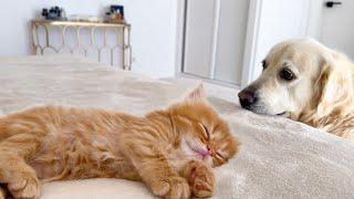 KITTEN'S Hilarious Reaction to Dog Waking It Up!