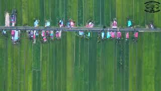 KAMPUNG PARIT GABIS | Telok Medan | Bagan Serai - The Cinematic [Kerian Paddy Field]