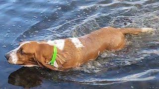 Basset Hound mid winter swim!