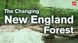 The Changing New England Forest