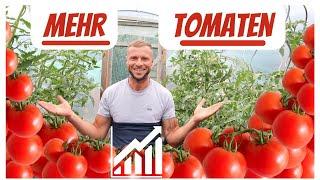 7 Tipps für eine reiche Tomaten-Ernte  Das musst DU tun ...