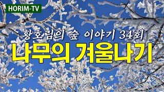 황호림의 숲 이야기 34회 - 나무의 겨울나기(KBS 목포 1라디오)