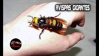 AVISPAS GIGANTES – AVISPONES GIGANTES – La avispa mas grande del mundo – Las avispas mas grandes