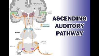 ASCENDING AUDITORY PATHWAY