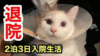 退院した愛猫に付きっきりになる愛犬