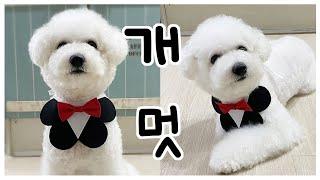 펠트지로 럭셔리 강아지케이프만들기 2탄! / 고양이 케이프 만들기/패턴공유