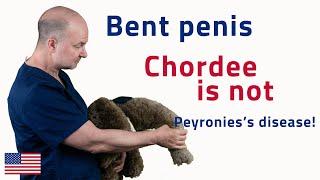 Chordee is not Peyronie’s disease! | UroChannel