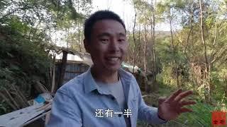 农村大叔深山养山猪，一头大猪可以卖上万元，养殖成本比家猪还低