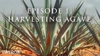 How Patrón Tequila Is Made | Preparing & Harvesting Agave | Ep.1