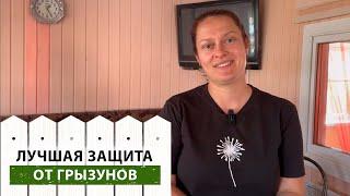 Как избавиться от мышей в саду и на даче? 100% избавление от мыш, крыс и прочих грызунов