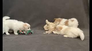 Coton de Tulear Puppies For Sale - Lacey 11/7/24