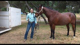 How to trailer a horse - tapping technique