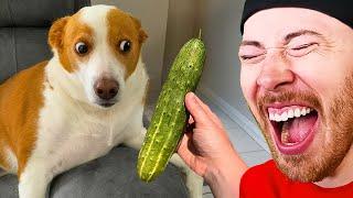 Funniest Animals On The Internet!