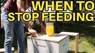 Beekeeping: How Long Should You Keep Feeding Your Bees?