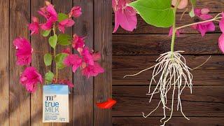 Just Milk! Bougainvillea Branch Surprisingly Grows 800% Roots Overnight