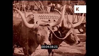 1910s Portugal, Porto, Street Scenes, Market, 16mm