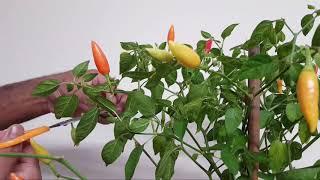 Chilli plant care (pruning) in late season - edible container plants - shokher bagan 2020