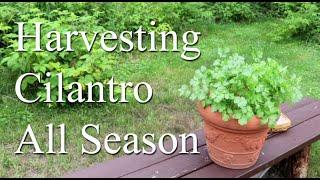 Harvesting & Preserving Cilantro ( Coriander ) ~ So you can keep harvesting all season