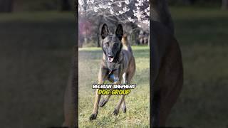 4 Breeds in the Belgian Shepherd Dog Group #shorts #dog #doglover #pet #belgianmalinios