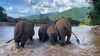 Returning Home to Elephant Nature Park - ElephantNews