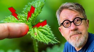 Why Do Nettles Sting? 