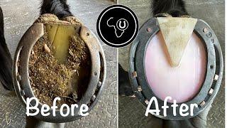 Full horse hoof restoration