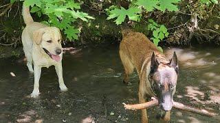 Labrador Troy and his friends (Belgian Malinois Botzman)