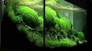 Aquascaping - The Art of the Planted Aquarium 2011, XL